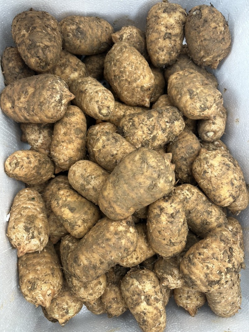新鲜乌天麻现挖现发
