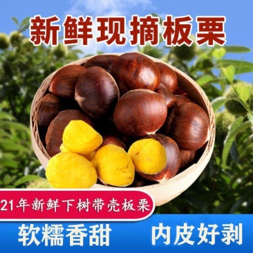 山东临沂板栗基地大量上市产地直发，诚信经营，品质保障