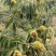 山东临沂板栗基地大量上市产地直发，诚信经营，品质保障