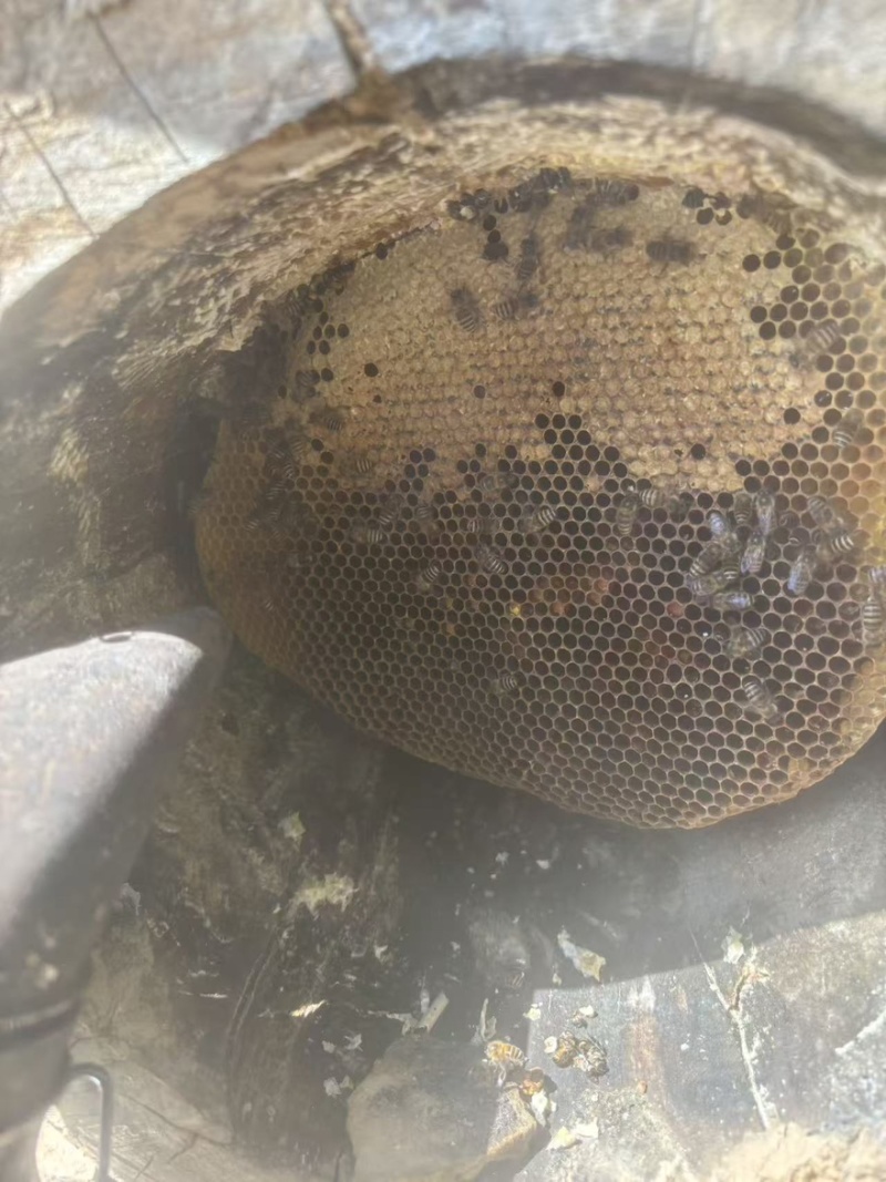 纯正的高原野蜂蜜