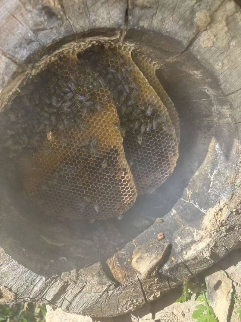 纯正的高原野蜂蜜