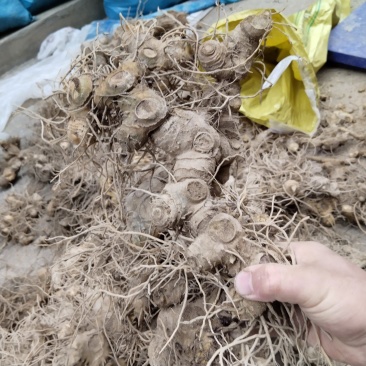 多花姜型黄精