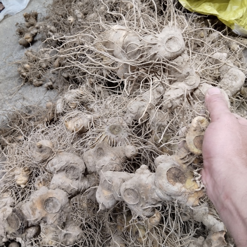 多花姜型黄精