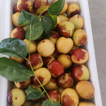 大荔冬枣