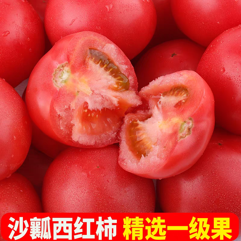 石头番茄粉果西红柿产地看货论价保质保量欢迎订购