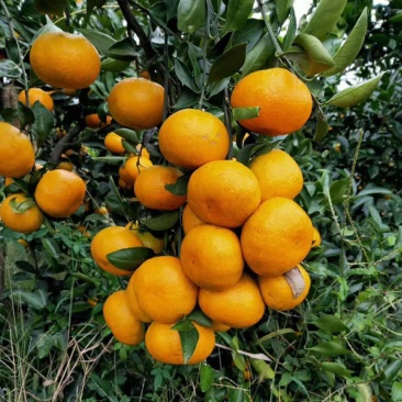 湖南蜜橘，基地直供，新鲜供应，大量有货，供应全国超市批发