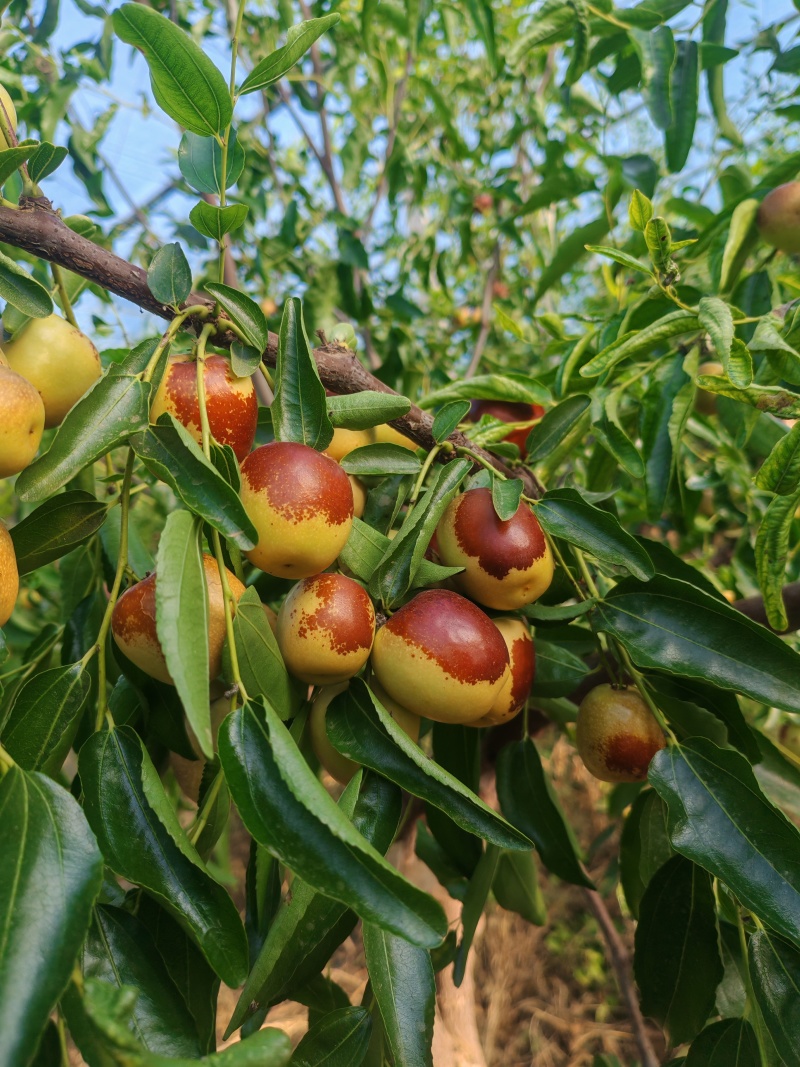 大荔冬枣