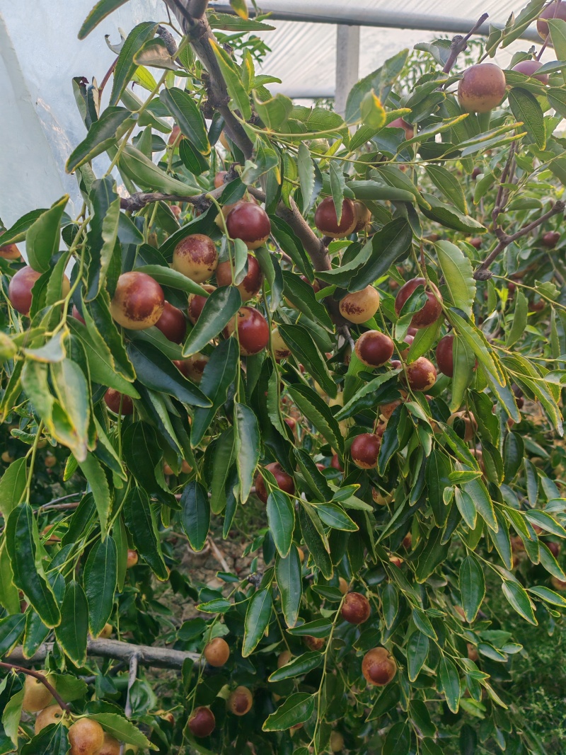 大荔冬枣