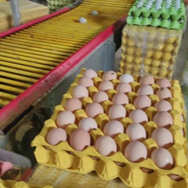 土鸡蛋粉壳和绿壳