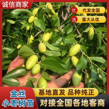 占地树苗枣树苗金丝枣树苗软枣子苗冬枣苗现挖现发基地直销苗