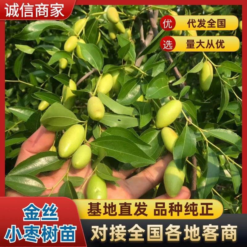 占地树苗枣树苗金丝枣树苗软枣子苗冬枣苗现挖现发基地直销苗