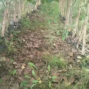 白桦树，白桦苗，白桦树苗