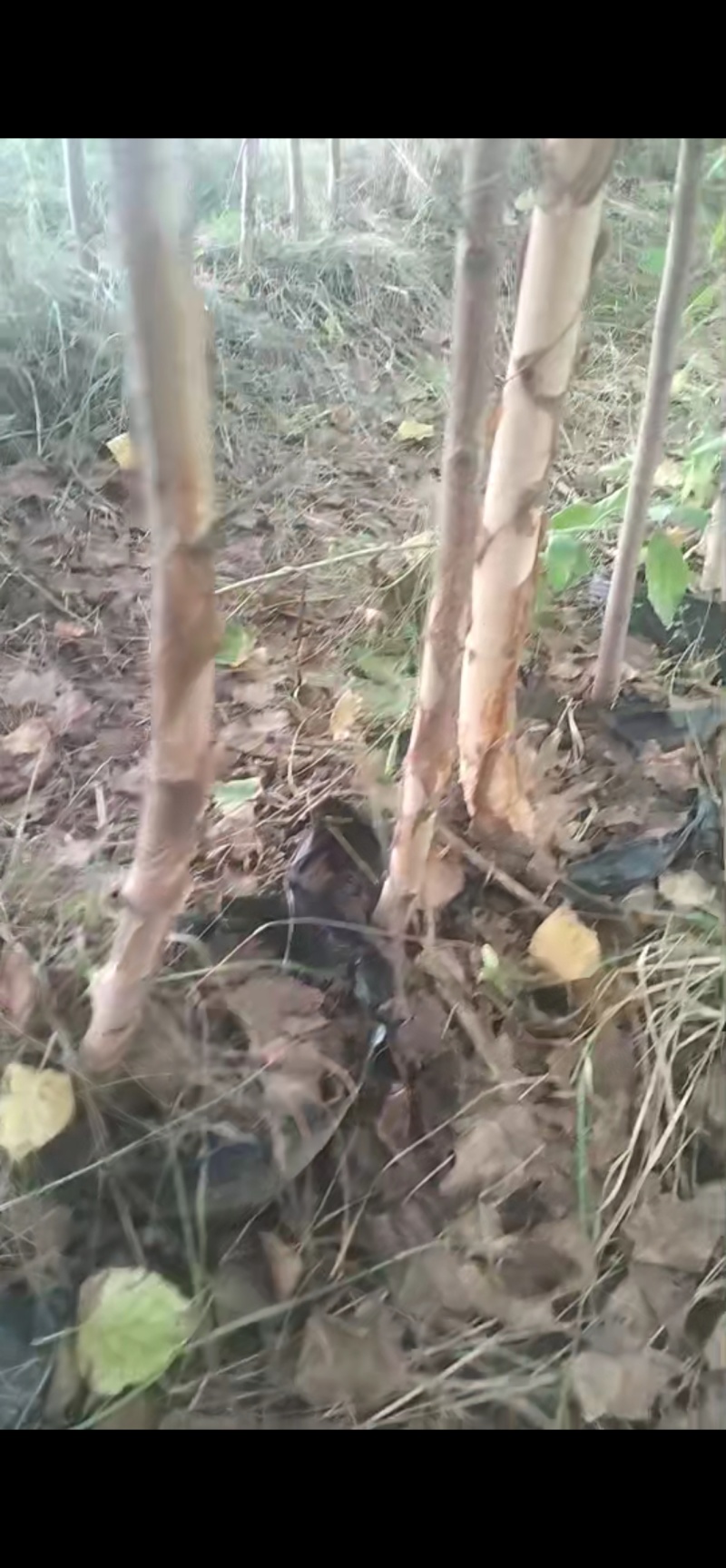 白桦树，白桦苗，白桦树苗