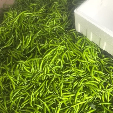 精品杭椒，一步到位，你。