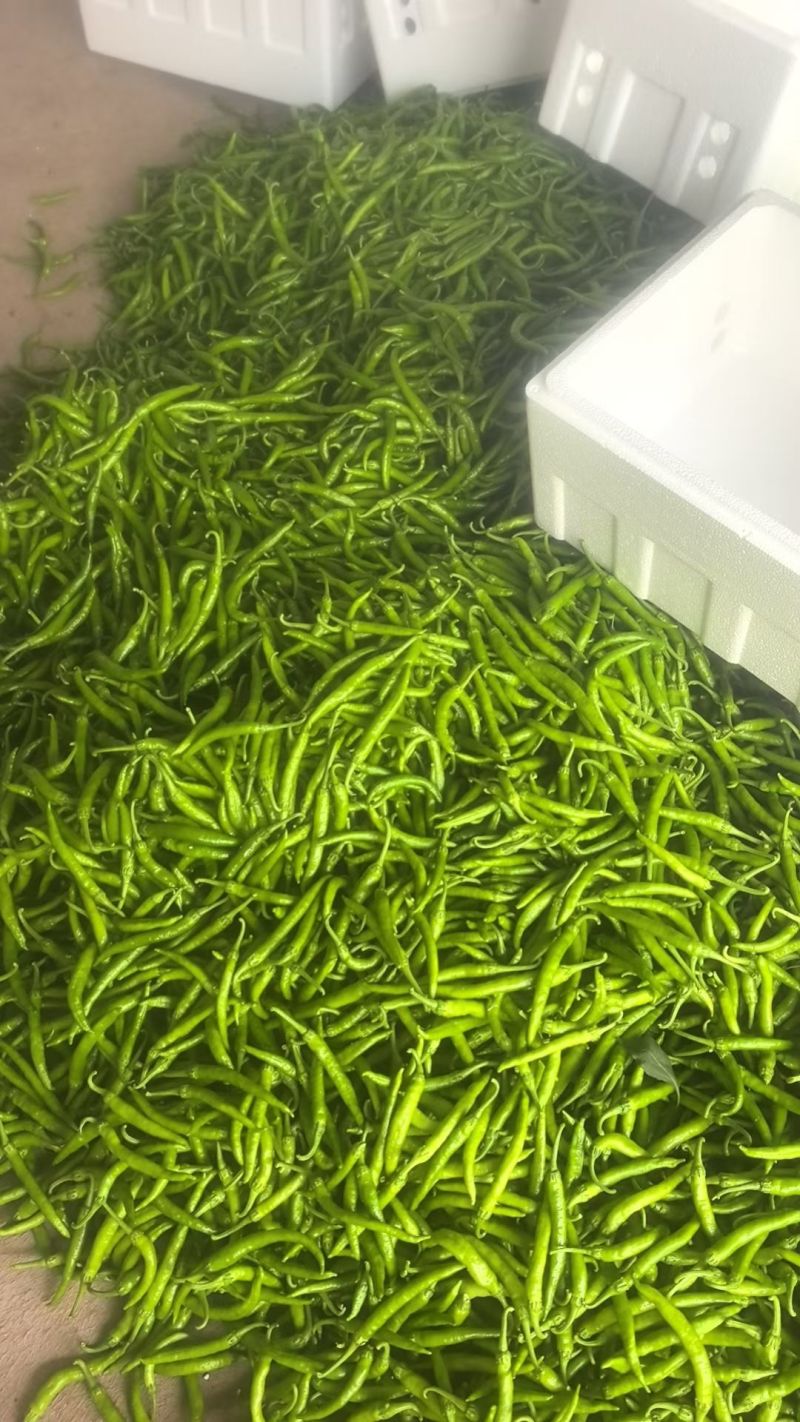 精品杭椒，一步到位，你。