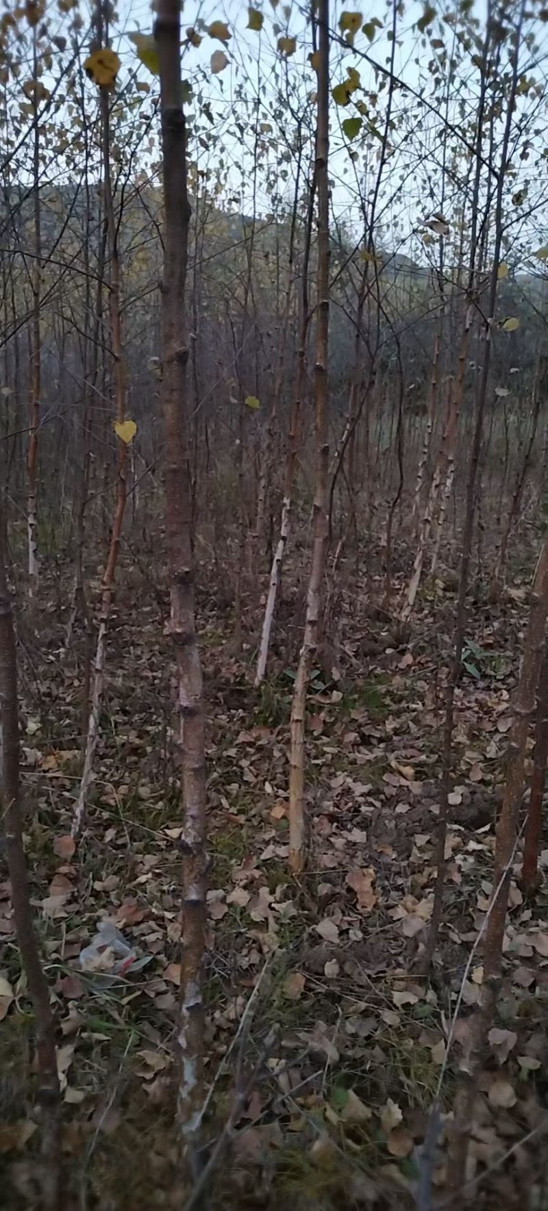 白桦树，白桦苗，白桦树苗
