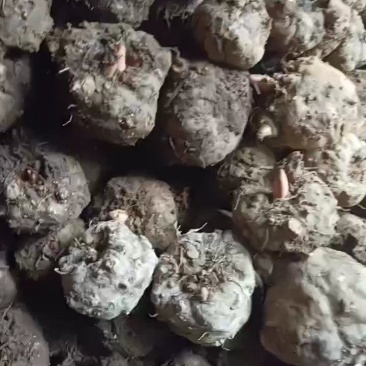 磨芋，豆腐磨芋