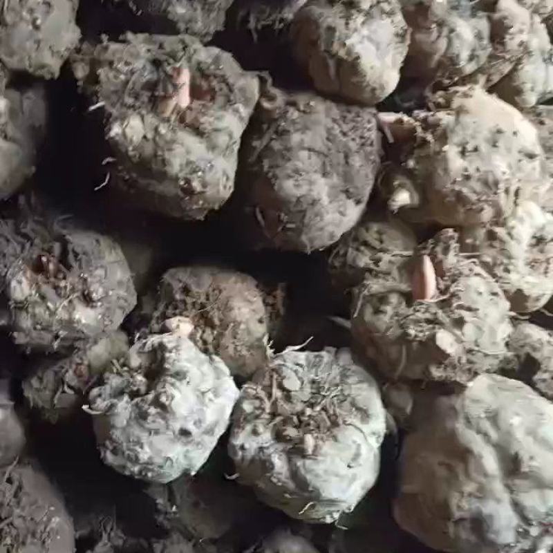 磨芋，豆腐磨芋
