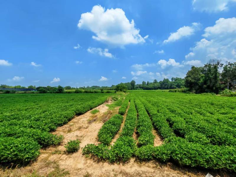 70万斤海花一号鲜果出售