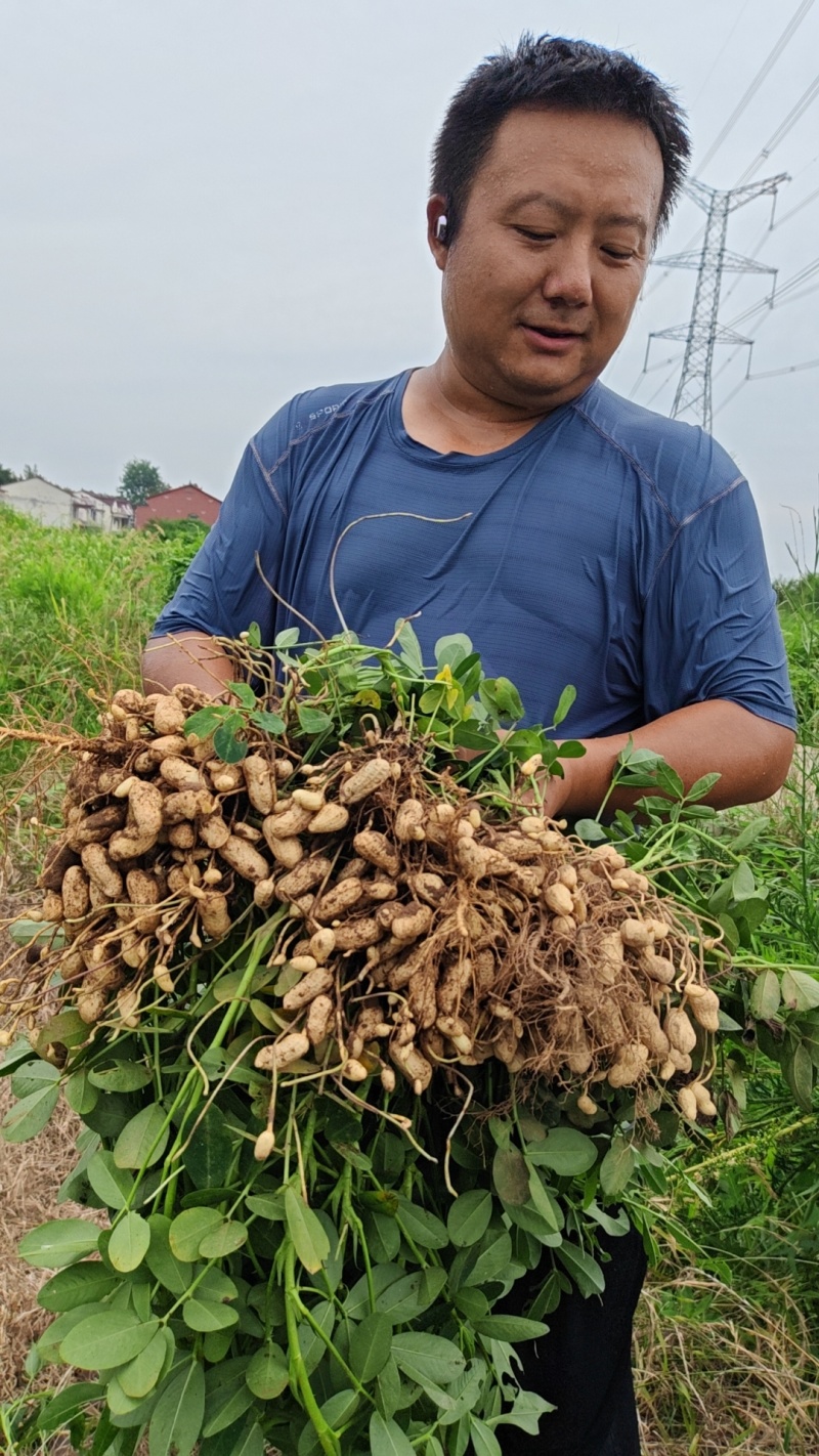 70万斤海花一号鲜果出售