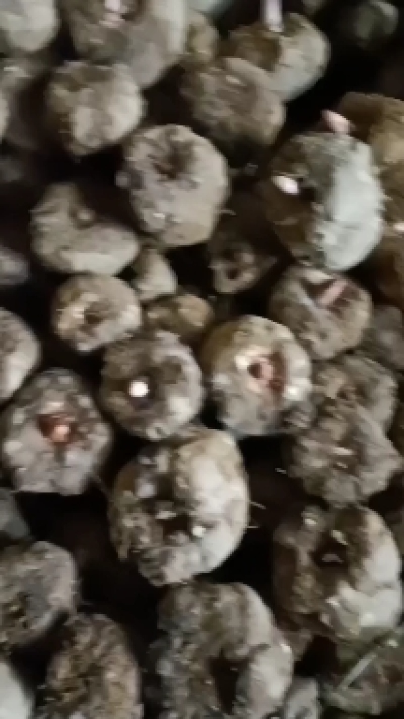 磨芋，豆腐磨芋