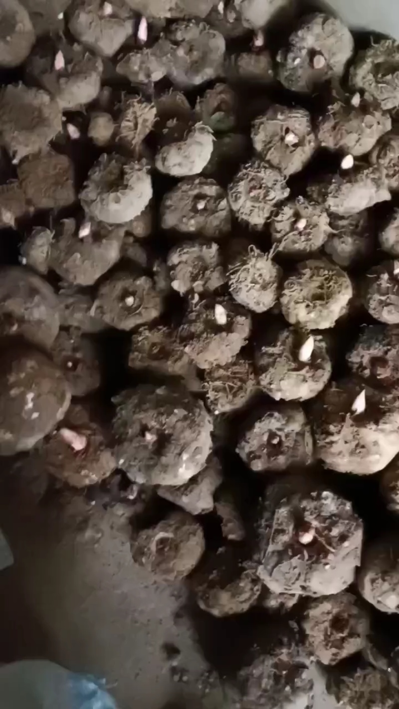 磨芋，豆腐磨芋