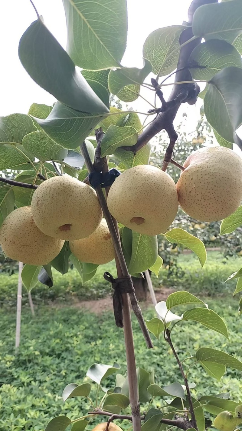 砀山酥梨🍐水分充足有******一件代发