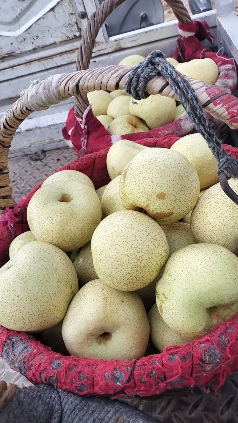 砀山酥梨🍐水分充足有******一件代发