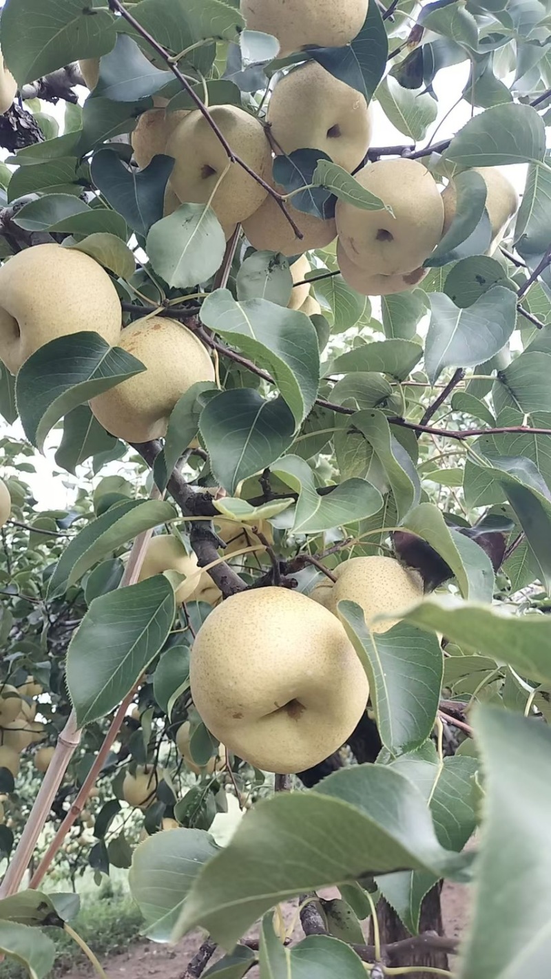 砀山酥梨🍐水分充足有******一件代发