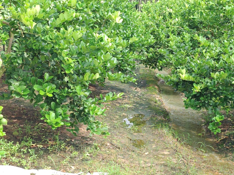 广东无籽香水柠檬原产地货量大颜色靓小件也可以发