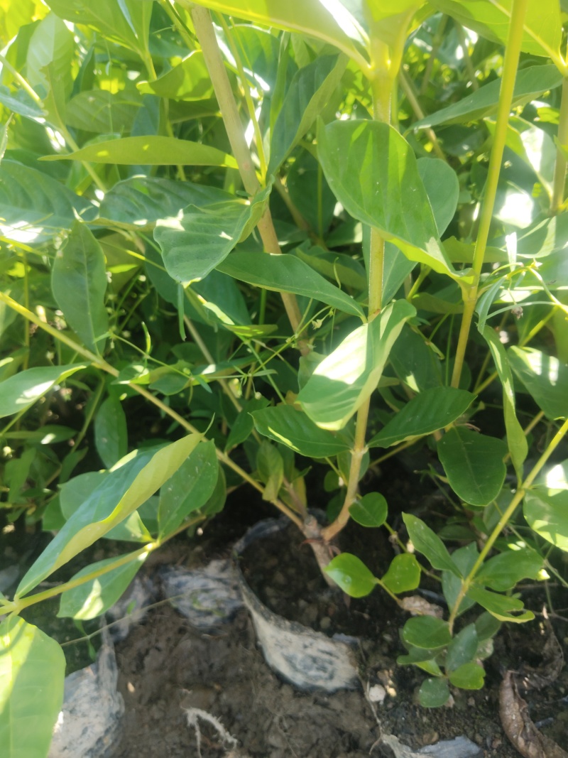江西水栀子杯苗