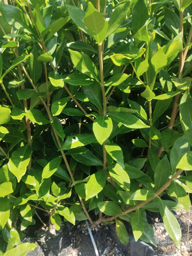 福建栀子杯苗