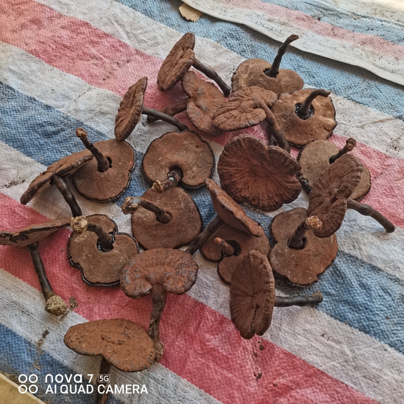 江西紫灵芝（黑灵芝）