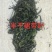 半干裙带菜，纯绿嫩菜叶，翠嫩丝滑爽口，高泡发率1斤泡4斤