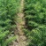 湖南怀化杉树苗大量有货/精品杉树苗质量保证产地直发