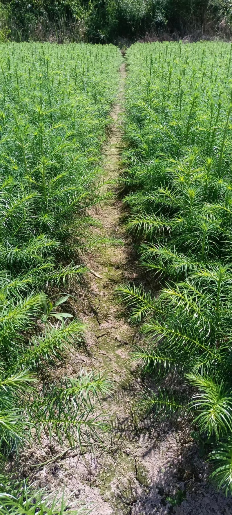 湖南怀化杉树苗大量有货/精品杉树苗质量保证产地直发