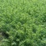 湖南怀化杉树苗大量有货/精品杉树苗质量保证产地直发