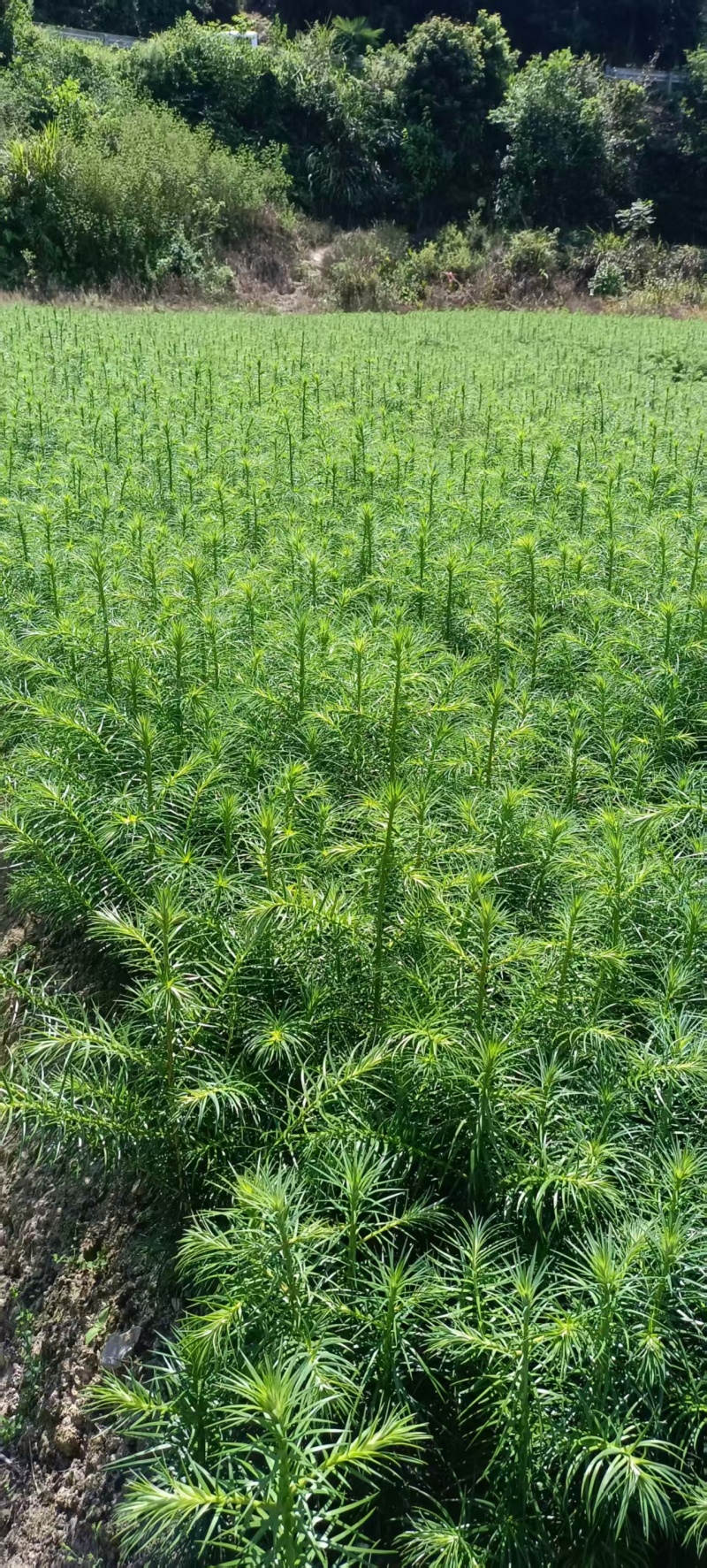 湖南怀化杉树苗大量有货/精品杉树苗质量保证产地直发