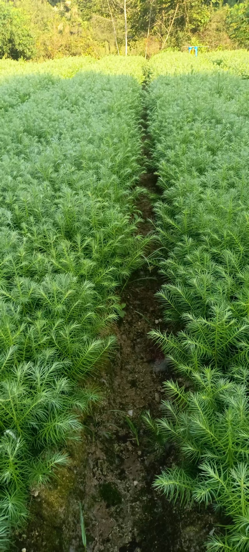 湖南怀化杉树苗大量有货/精品杉树苗质量保证产地直发