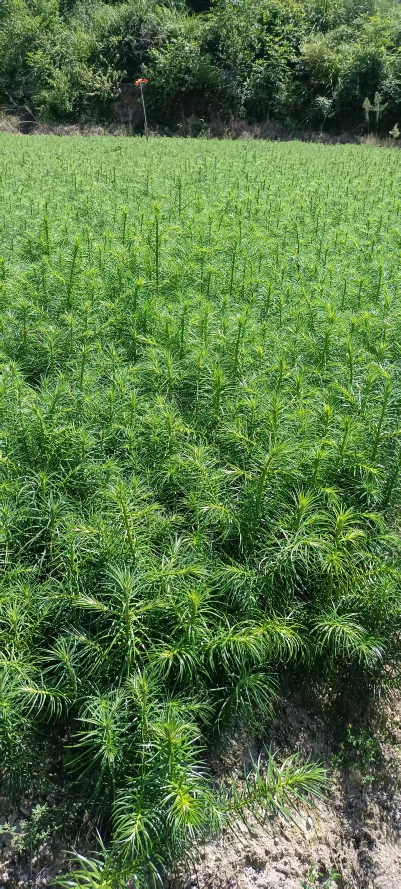 湖南怀化杉树苗大量有货/精品杉树苗质量保证产地直发