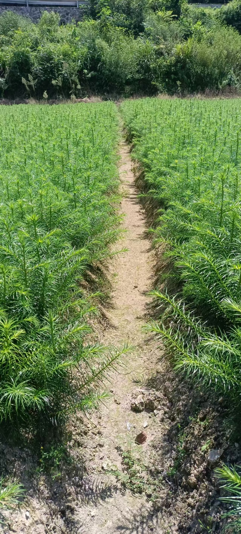 湖南怀化杉树苗大量有货/精品杉树苗质量保证产地直发