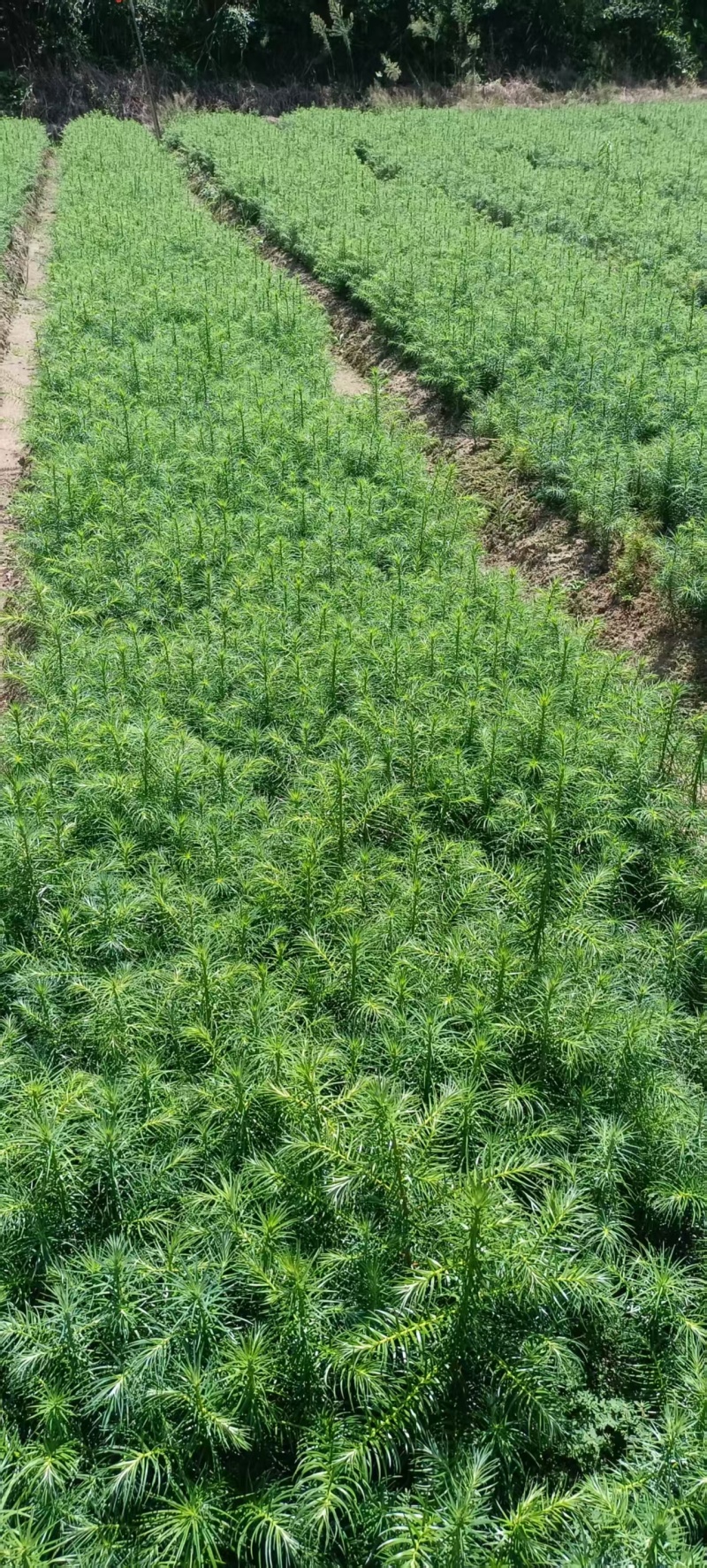 湖南怀化杉树苗大量有货/精品杉树苗质量保证产地直发