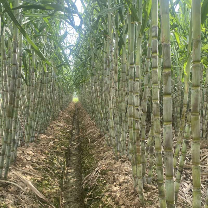 青皮水果甘蔗/，产地直供一手货源、口感脆甜爽口
