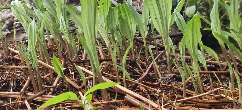 毛慈菇苗