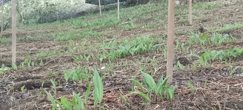 毛慈菇苗