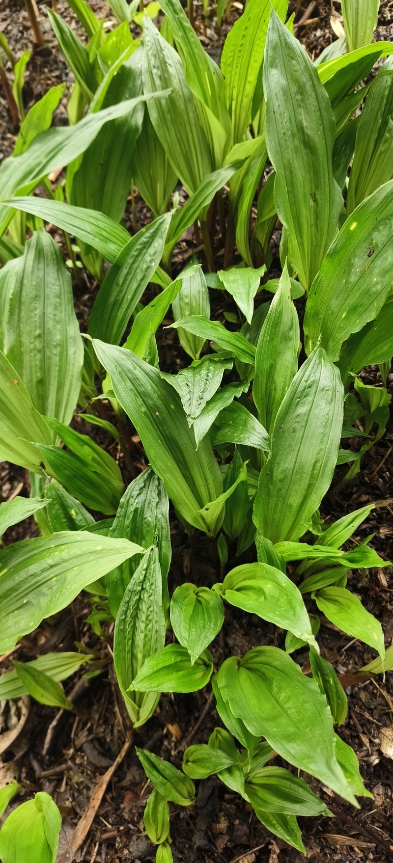 毛慈菇苗