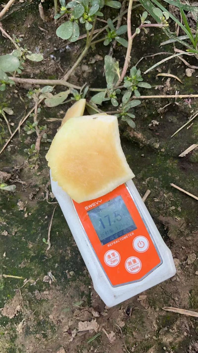 【推荐】河南南阳冬桃映雪红大量接单产地直发量大从优