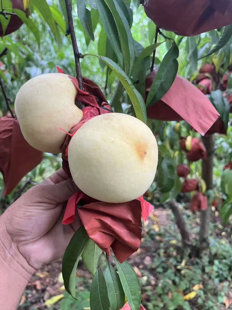 【推荐】河南南阳冬桃映雪红大量接单产地直发量大从优