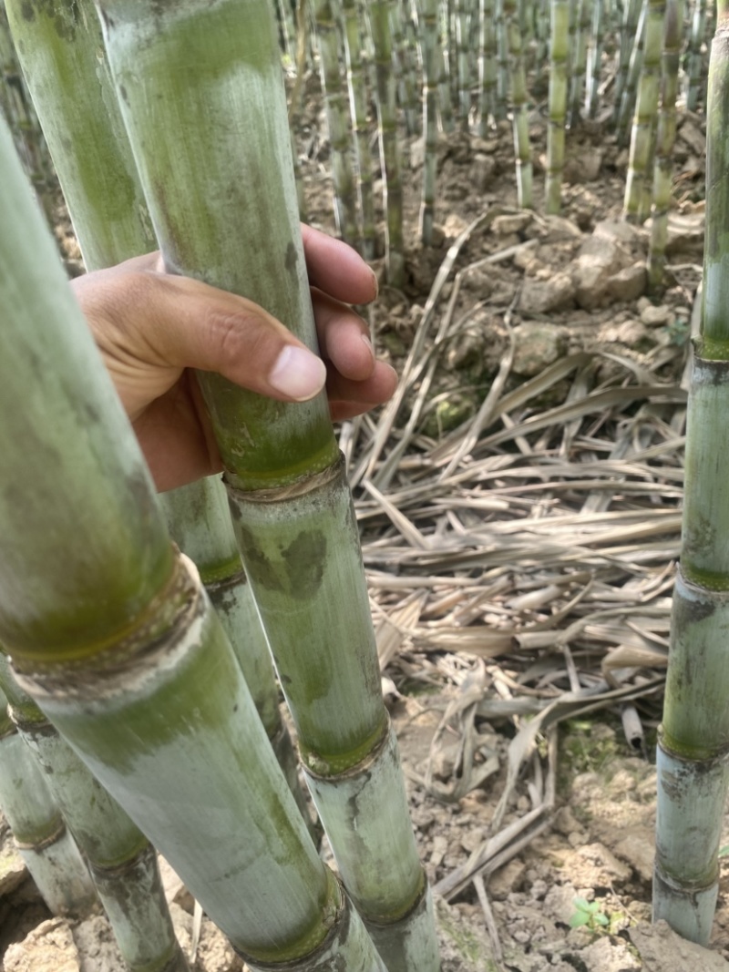 青皮水果甘蔗/，产地直供一手货源、口感脆甜爽口