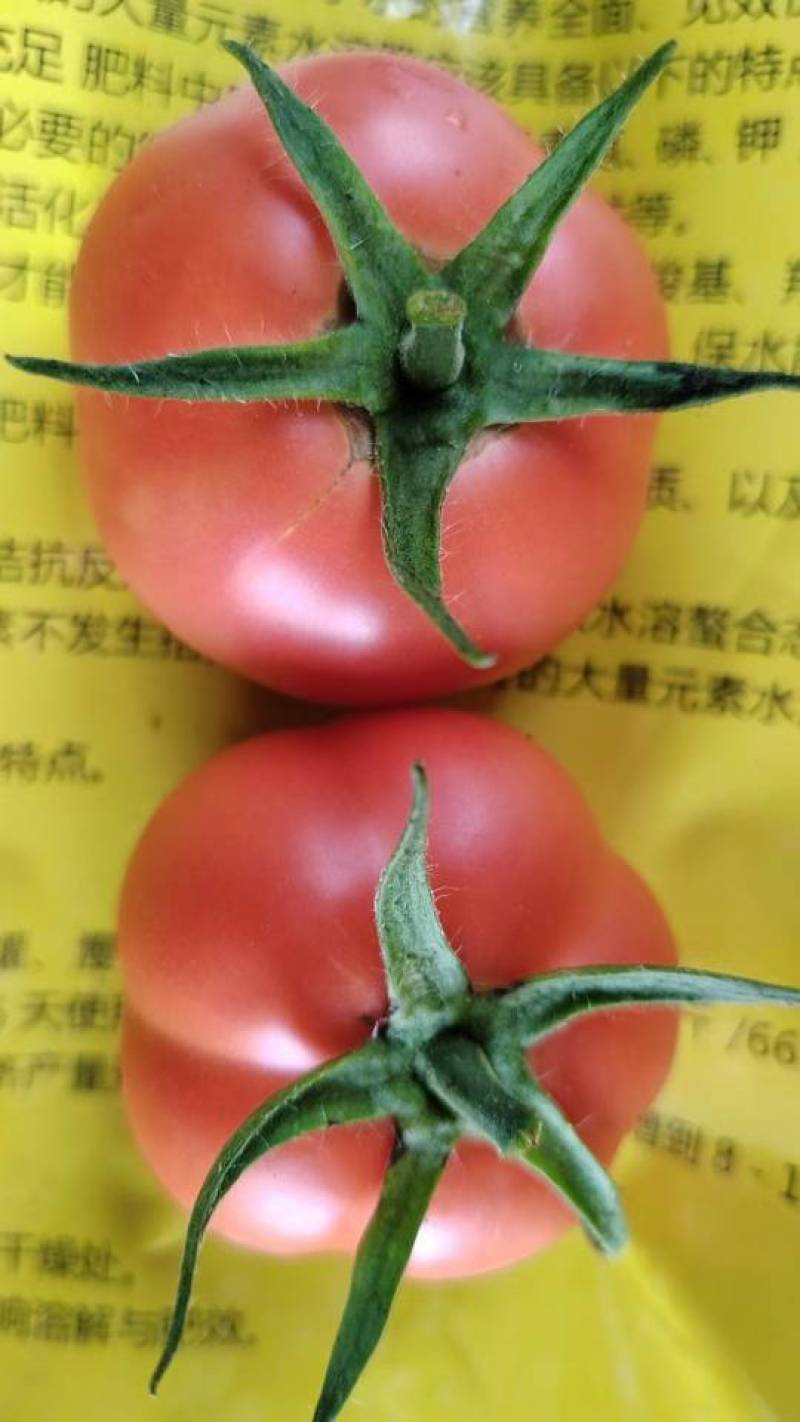 张家口下花园大口感西红柿9品一号